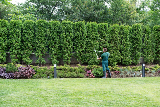 Hereford, TX Tree Services Company