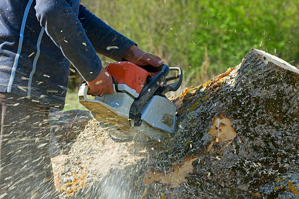Best Arborist Consultation Services  in Hereford, TX