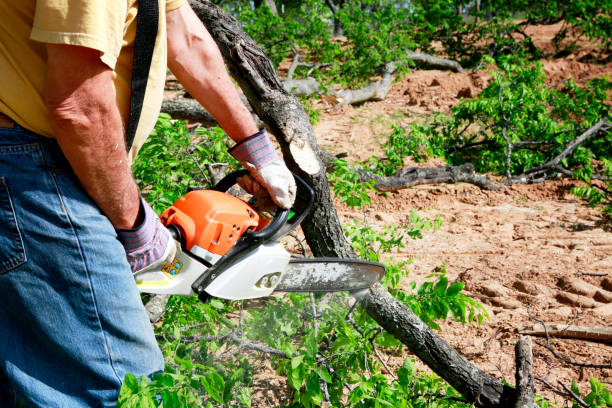 Tree and Shrub Care in Hereford, TX
